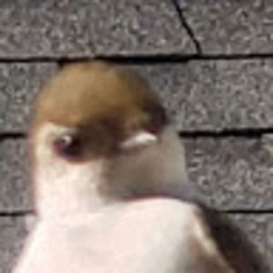 Meet your Posher, Luke